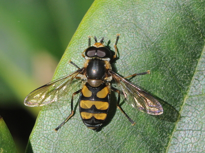  Lys Buesvirreflue (Didea fasciata)