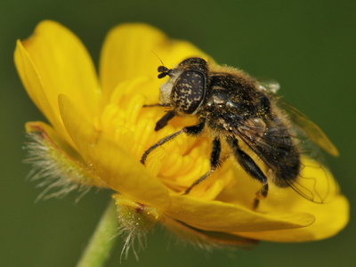 Gødnings-dyndflue (Eristalinus sepulchralis)