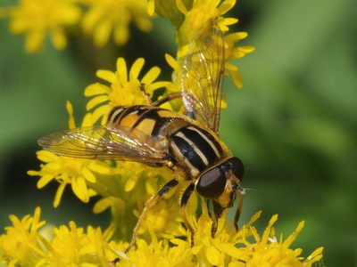 Sumpsvirreflue