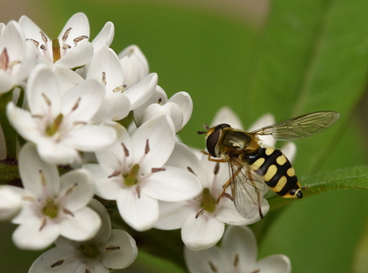 Almindelig Marksvirreflue (Eupeodes corollae)