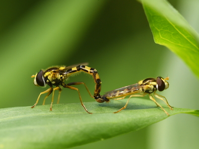 Almindelig kuglebærerflue (Sphaerophoria scripta)