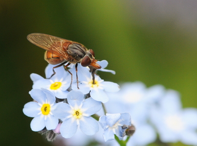 Mark-snabelsvirreflue (Rhingia campestris)