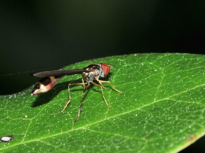 Mat Spydsvirreflue (Baccha elongata)