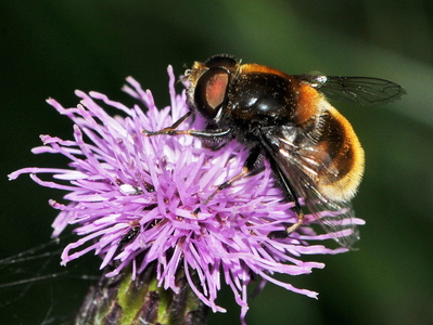Håret dyndflue (Eristalis intricaria)