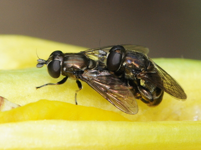 Kartoffel-Løgsvirreflue (Eumerus strigatus)