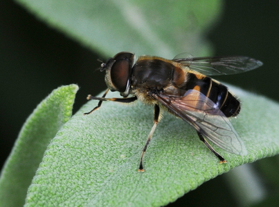  Almindelig dyndflue (Eristalis arbustorum)