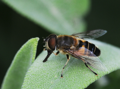 Have-Dyndflue   (Eristalis horticola)