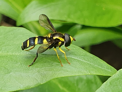 Gul Ornamentsvirreflue (Xanthogramma stackelbergi)