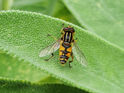 Almindelig Sumpsvirreflue (Helophilus pendulus)