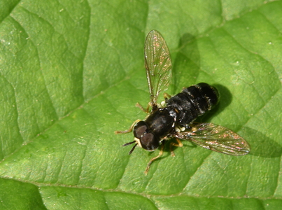 Skov-Maskesvirreflue (Paragus pecchiolii)