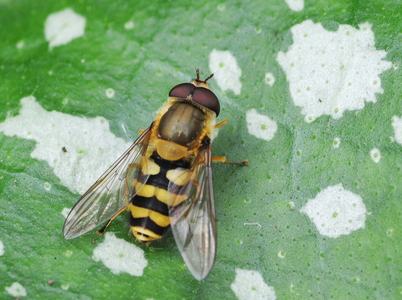 Bølgebåndet marksvirreflue (Eupeodes nitens)