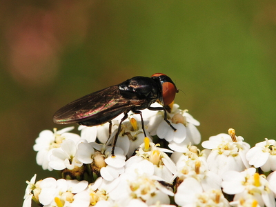 Sortvinget Engsvirreflue (Chrysogaster solstitialis)