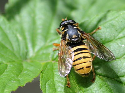 Gul vedsvirreflue (Temnostoma vespiforme)
