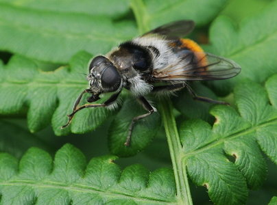 Broget urtesvirreflue (Cheilosia illustrata)