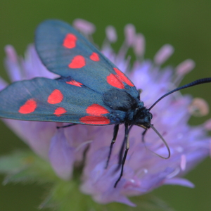 Natsommerfugle, Køllesværmere + Halvmøl + Langhornsmøl