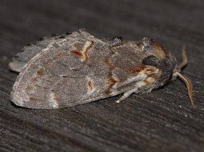 Dromedarspinder (Notodonta dromedarius)