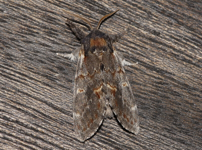 Dromedarspinder (Notodonta dromedarius)