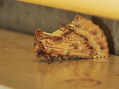 Kamelspinder (Ptilodon capucina)