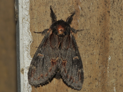 Dromedarspinder (Notodonta dromedarius)