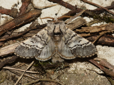 Majspinder (Drymonia ruficornis)