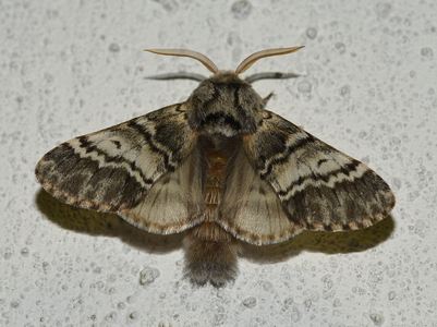 Majspinder (Drymonia ruficornis)