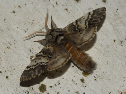 Majspinder (Drymonia ruficornis)