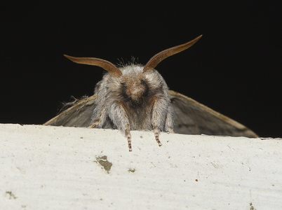 Majspinder (Drymonia ruficornis)
