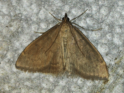 Gyldenrishalvmøl (Anania terrealis)
