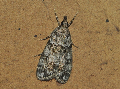 Eudonia mercurella