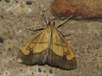 Løgkarsehalvmøl (Evergestis limbata)