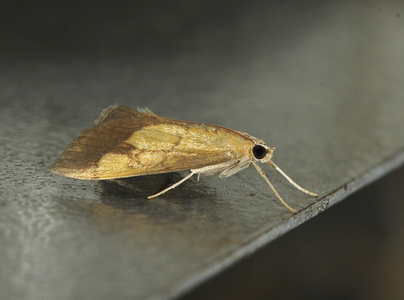Løgkarsehalvmøl (Evergestis limbata)