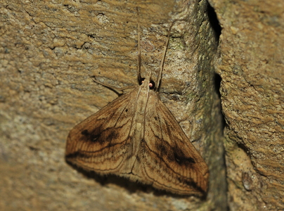 Kålhalvmøl (Evergestis forficalis)