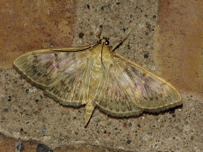 Perlemorshalvmøl (Patania ruralis)