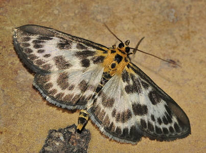 Nældehalvmøl (Anania hortulata)