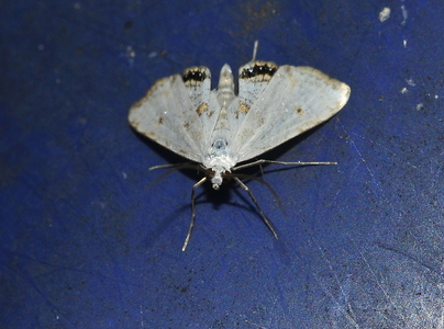 Andemadhalvmøl, han  (Cataclysta lemnata)