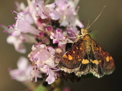 Pyrausta aurata
