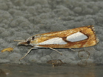 Catoptria osthelderi