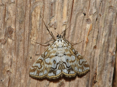 Åkandehalvmøl (Elophila nymphaeata)