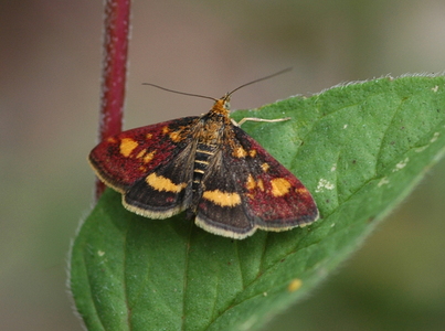 Pyrausta aurata