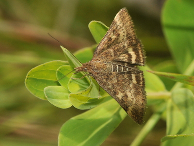 Pyrausta despicata