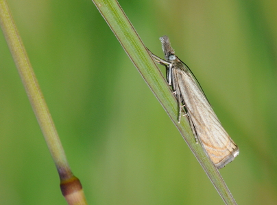 Have-græsmøl (Chrysoteuchia culmella)