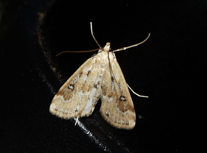 Vandpesthalvmøl (Parapoynx stratiotata)