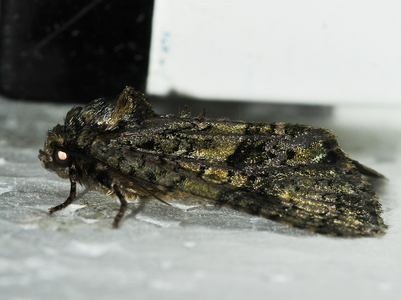  Askeugle (Craniophora ligustri)