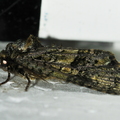  Askeugle (Craniophora ligustri)