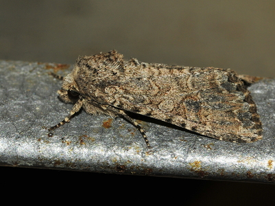 Bedeugle (Anarta trifolii)