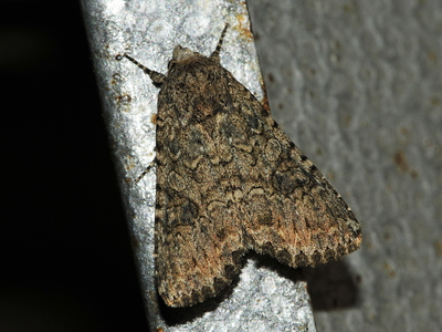 Bedeugle (Anarta trifolii)