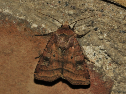 Brombærtiggerugle (Diarsia rubi)