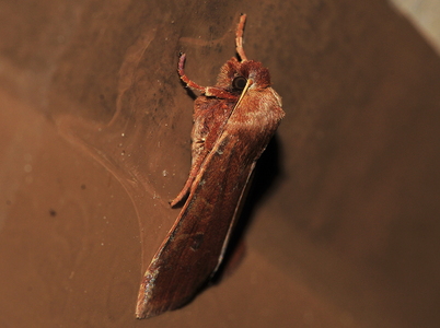 Blåbærugle (Conistra vaccinii)