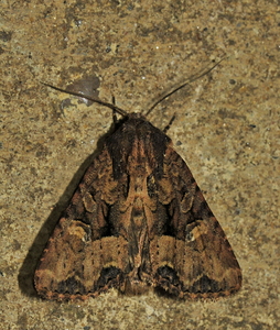 August-Moseugle (Mniotype satura)