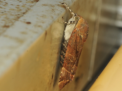 Bredbåndet Smutugle (Noctua fimbriata)